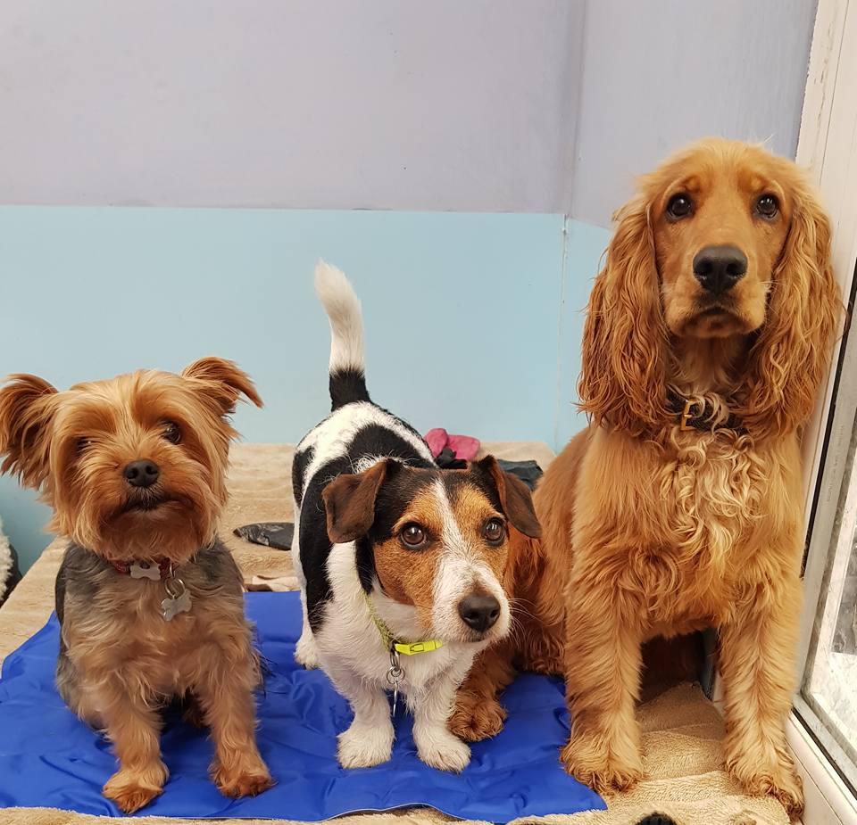 doggy daycare Atherton